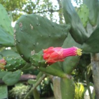 Opuntia cochenillifera (L.) Mill.